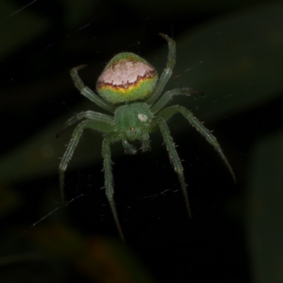 Araneus circulissparsus (species group) (Speckled Orb-weaver) at WendyM's farm at Freshwater Ck. - 9 Dec 2022 by WendyEM