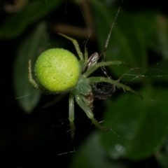 Araneus psittacinus at WendyM's farm at Freshwater Ck. - 9 Dec 2022 by WendyEM