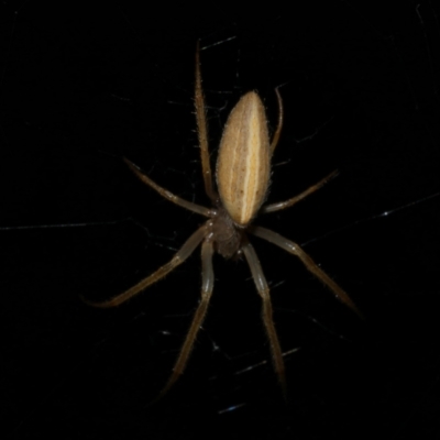 Larinia sp. (genus) (Larinia orb weaver) at WendyM's farm at Freshwater Ck. - 9 Dec 2022 by WendyEM
