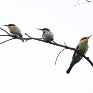 Merops ornatus at Woodstock Nature Reserve - 7 Feb 2024 06:32 PM