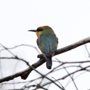 Merops ornatus at Woodstock Nature Reserve - 7 Feb 2024 06:32 PM