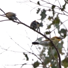 Merops ornatus at Woodstock Nature Reserve - 7 Feb 2024 06:32 PM