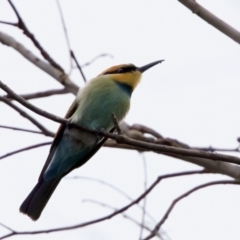 Merops ornatus at Woodstock Nature Reserve - 7 Feb 2024 06:32 PM