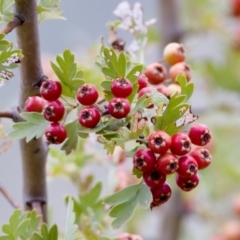 Crataegus monogyna (Hawthorn) at Woodstock Nature Reserve - 7 Feb 2024 by KorinneM