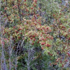 Crataegus monogyna at Woodstock Nature Reserve - 7 Feb 2024