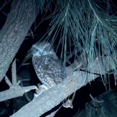 Ninox boobook (Southern Boobook) at Lions Youth Haven - Westwood Farm A.C.T. - 21 Jun 2024 by HelenCross