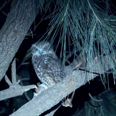 Ninox boobook (Southern Boobook) at Lions Youth Haven - Westwood Farm A.C.T. - 21 Jun 2024 by HelenCross