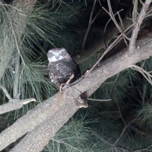 Ninox boobook at Lions Youth Haven - Westwood Farm A.C.T. - 22 Jun 2024