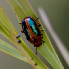 Calomela curtisi (Acacia leaf beetle) at Block 402 - 7 Jan 2024 by KorinneM