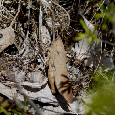 Goniaea australasiae (Gumleaf grasshopper) at Denman Prospect 2 Estate Deferred Area (Block 12) - 7 Jan 2024 by KorinneM