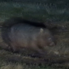 Vombatus ursinus (Common wombat, Bare-nosed Wombat) at Lions Youth Haven - Westwood Farm A.C.T. - 21 Jun 2024 by HelenCross