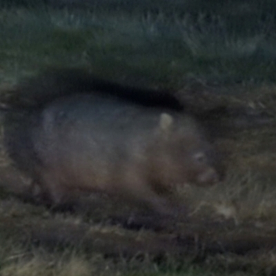 Vombatus ursinus (Common wombat, Bare-nosed Wombat) at Kambah, ACT - 21 Jun 2024 by HelenCross