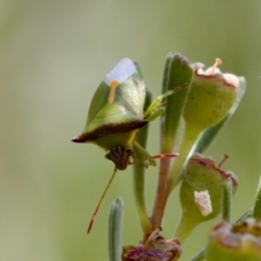 Cuspicona thoracica (Shield bug) at Denman Prospect 2 Estate Deferred Area (Block 12) - 7 Jan 2024 by KorinneM