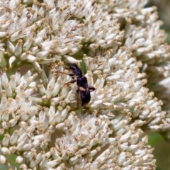 Eleale pulchra (Clerid beetle) at Block 402 - 7 Jan 2024 by KorinneM