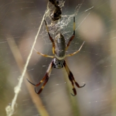 Trichonephila edulis (Golden orb weaver) at Denman Prospect 2 Estate Deferred Area (Block 12) - 7 Jan 2024 by KorinneM