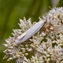 Philobota productella (Pasture Tunnel Moth) at Block 402 - 7 Jan 2024 by KorinneM