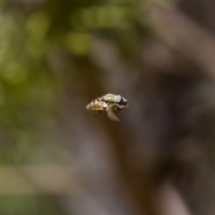 Stomorhina discolor (Snout fly) at Denman Prospect 2 Estate Deferred Area (Block 12) - 7 Jan 2024 by KorinneM