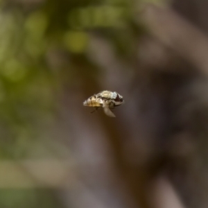 Stomorhina discolor at Denman Prospect 2 Estate Deferred Area (Block 12) - 7 Jan 2024