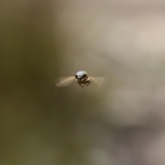 Stomorhina discolor at Denman Prospect 2 Estate Deferred Area (Block 12) - 7 Jan 2024