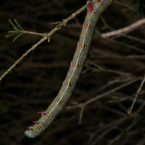 Chlenias (genus) at WendyM's farm at Freshwater Ck. - 6 Dec 2022 09:36 PM