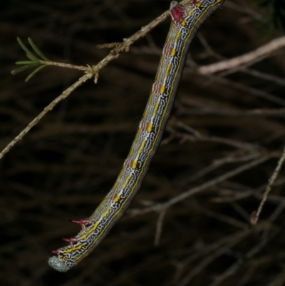 Chlenias (genus) (A looper moth) at Freshwater Creek, VIC - 6 Dec 2022 by WendyEM