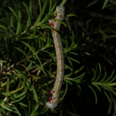 Chlenias (genus) (A looper moth) at Freshwater Creek, VIC - 6 Dec 2022 by WendyEM