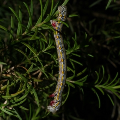 Chlenias (genus) (A looper moth) at Freshwater Creek, VIC - 6 Dec 2022 by WendyEM