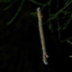 Chlenias (genus) (A looper moth) at Freshwater Creek, VIC - 6 Dec 2022 by WendyEM