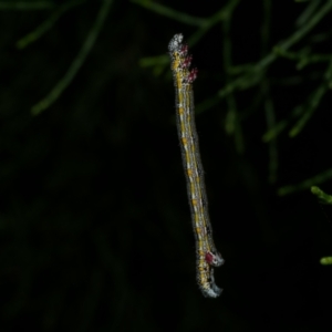 Chlenias (genus) at WendyM's farm at Freshwater Ck. - 6 Dec 2022 09:48 PM