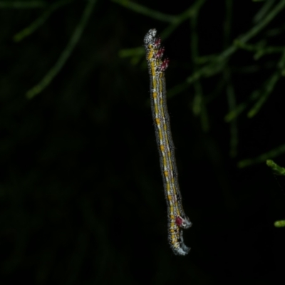 Chlenias (genus) (A looper moth) at Freshwater Creek, VIC - 6 Dec 2022 by WendyEM