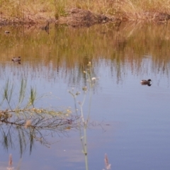 Tachybaptus novaehollandiae (Australasian Grebe) at WendyM's farm at Freshwater Ck. - 6 Dec 2022 by WendyEM