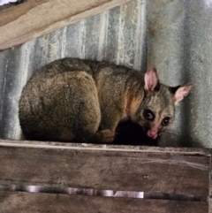 Trichosurus vulpecula (Common Brushtail Possum) at QPRC LGA - 22 Jun 2024 by MatthewFrawley