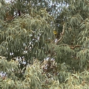 Pachycephala pectoralis at Aranda, ACT - 20 Jun 2024