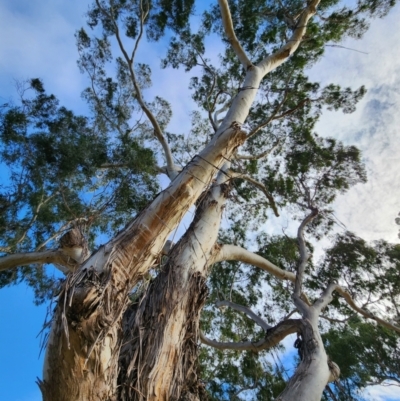Eucalyptus viminalis subsp. viminalis (Manna Gum) at QPRC LGA - 22 Jun 2024 by Steve818