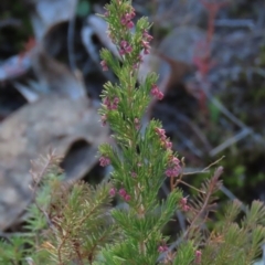 Erica lusitanica (Spanish Heath ) at Tuggeranong Hill - 22 Jun 2024 by owenh