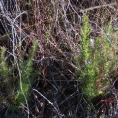 Erica lusitanica at Tuggeranong Hill - 22 Jun 2024