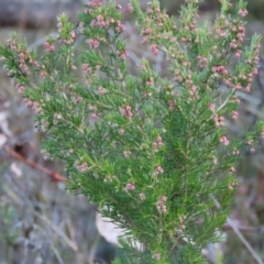 Erica lusitanica (Spanish Heath ) at Tuggeranong Hill - 22 Jun 2024 by owenh