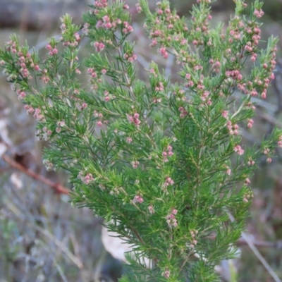 Erica lusitanica (Spanish Heath ) at Tuggeranong Hill - 22 Jun 2024 by owenh