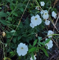 Petunia sp. at Texas, QLD - 21 Jun 2024 by MB