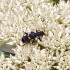 Eleale pulchra (Clerid beetle) at Denman Prospect 2 Estate Deferred Area (Block 12) - 7 Jan 2024 by KorinneM