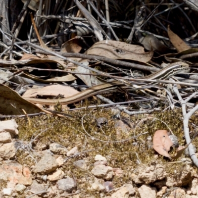 Ctenotus taeniolatus (Copper-tailed Skink) at Denman Prospect 2 Estate Deferred Area (Block 12) - 7 Jan 2024 by KorinneM