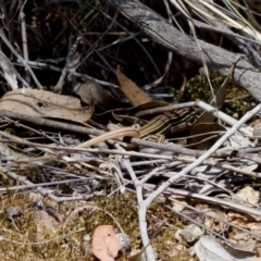 Ctenotus taeniolatus at Denman Prospect 2 Estate Deferred Area (Block 12) - 7 Jan 2024