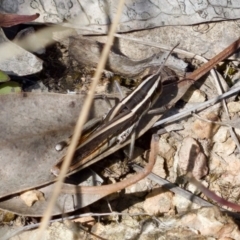 Macrotona australis (Common Macrotona Grasshopper) at Piney Ridge - 7 Jan 2024 by KorinneM