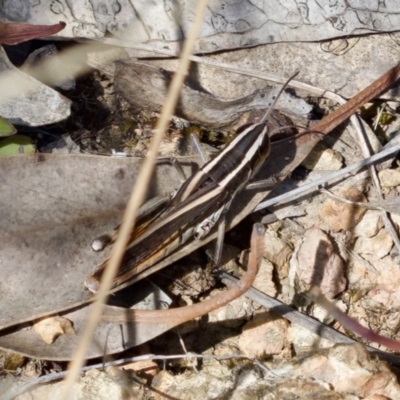 Macrotona australis (Common Macrotona Grasshopper) at Denman Prospect 2 Estate Deferred Area (Block 12) - 7 Jan 2024 by KorinneM