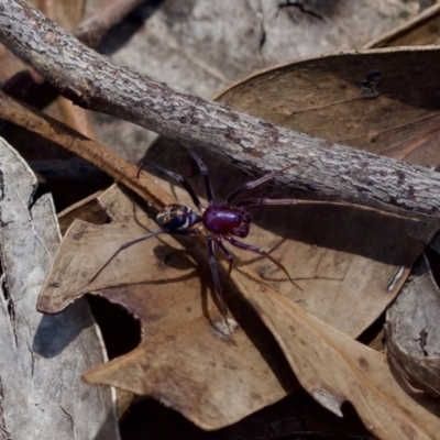 Habronestes sp. (genus) (An ant-eating spider) at Block 402 - 7 Jan 2024 by KorinneM