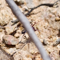 Habronestes sp. (genus) at Bluetts Block (402, 403, 12, 11) - 7 Jan 2024