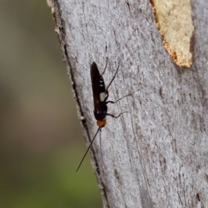 Callibracon sp. (genus) at Bluetts Block (402, 403, 12, 11) - 7 Jan 2024