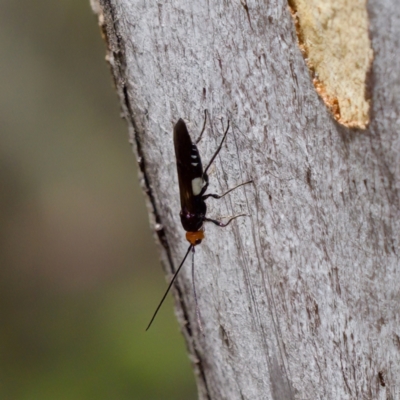 Callibracon sp. (genus) (A White Flank Black Braconid Wasp) at Denman Prospect 2 Estate Deferred Area (Block 12) - 7 Jan 2024 by KorinneM