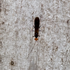 Callibracon sp. (genus) at Bluetts Block (402, 403, 12, 11) - 7 Jan 2024