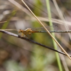 Xanthagrion erythroneurum (Red & Blue Damsel) at Block 402 - 7 Jan 2024 by KorinneM